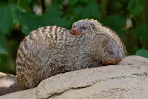 Dwarf: Dwarf Mongooses (Helogale parvula), two animal, Captive