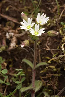Cerastium: Dwarf mouse ear / Curtis's mouse-ear on limestone