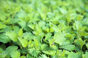 Temp: Dwarf Nettle
