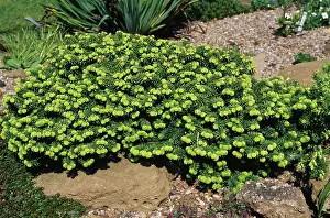 Prostrate: Dwarf Ornamental Spruce