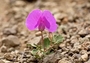 Peas: Dwarf Patch-forming Magenta Pea at 3000m Pontic Alps, Turkey