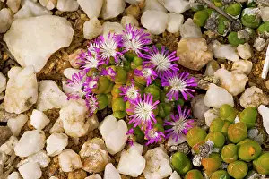 Nanum: Dwarf Pebble Flower