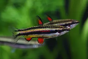 Marginatus: Dwarf pencilfish paradise between male