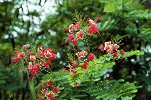 Barbados: Dwarf Poinciana / Pride of Barbados