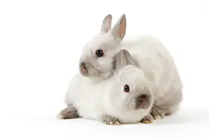 Cuddled: Dwarf Rabbit