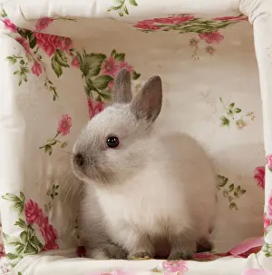 Minatures: Dwarf Rabbit