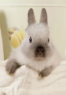 Minatures: Dwarf Rabbit