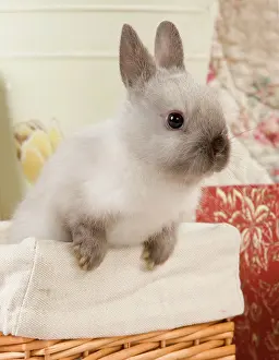 Minatures: Dwarf Rabbit