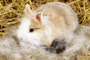 Kits: Dwarf Rabbit