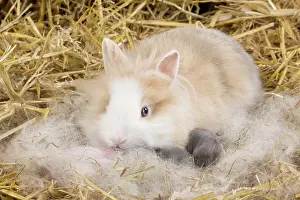 Kits: Dwarf Rabbit
