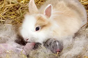 Dwarf Rabbit