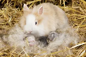 Dwarf Rabbit