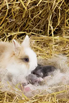 Dwarf Rabbit