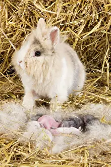 Dwarf Rabbit