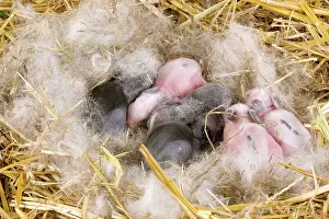 Kits: Dwarf Rabbit