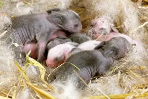 Kits: Dwarf Rabbit