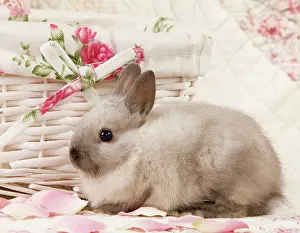 Kits: Dwarf Rabbit
