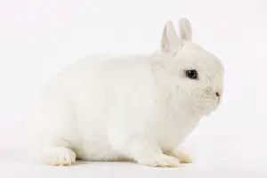 Miniatures: Dwarf Rabbit