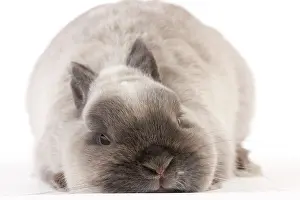 Miniatures: Dwarf Rabbit