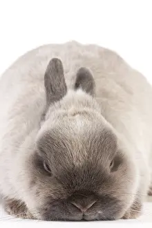 Miniatures: Dwarf Rabbit