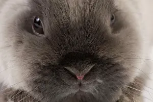 Miniatures: Dwarf Rabbit