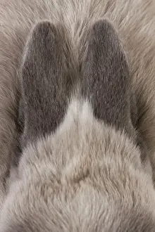 Miniatures: Dwarf Rabbit