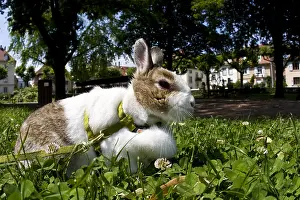 Promenaded: Dwarf rabbit on a lead on a walk in a park