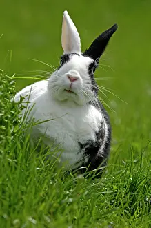 Bunnies: Dwarf Rabbit on a meadow