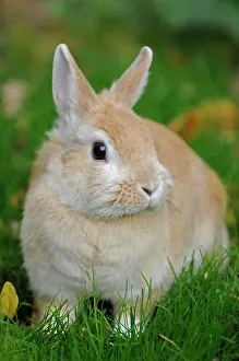 Easter: Dwarf rabbit in the meadow