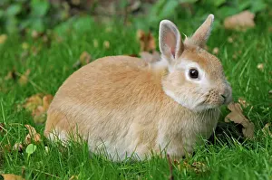 Easter: Dwarf rabbit on a meadow