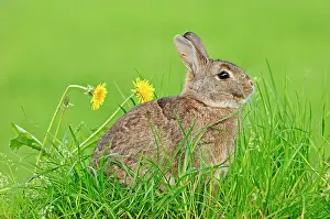 Dandelions: Dwarf Rabbit (Oryctolagus cuniculus forma domestica)
