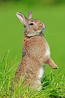 Bunnies: Dwarf Rabbit (Oryctolagus cuniculus forma domestica)