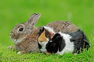 Cavia: Dwarf Rabbit (Oryctolagus cuniculus forma domestica)