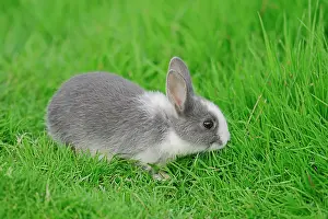 Forma: Dwarf Rabbit (Oryctolagus cuniculus forma domestica)