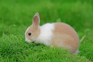 Cuniculus: Dwarf Rabbit (Oryctolagus cuniculus forma domestica)