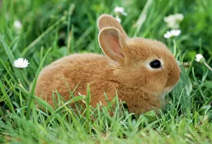 Easter: DWARF RABBIT - sits in grass