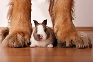 Pictures: Dwarf rabbit sitting between the legs of a large