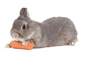Carrots: Dwarf Rabbit - in studio