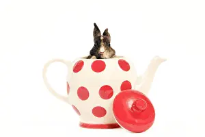 Teapot: Dwarf Rabbit - in teapot