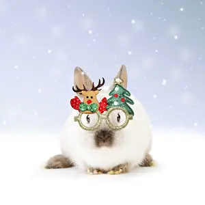 Novelty: Dwarf Rabbit wearing Christmas glasses in winter snow