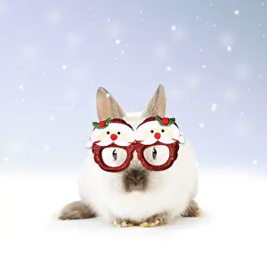111219: Dwarf Rabbit wearing Christmas glasses in winter snow