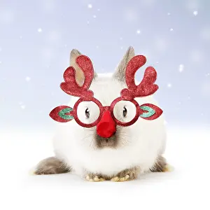 111219: Dwarf Rabbit wearing Christmas glasses in winter snow