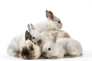 Cuddled: Dwarf Rabbit - with young