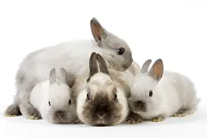 Cuddled: Dwarf Rabbit - with young