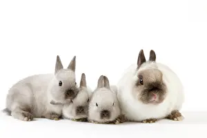 Cuddled: Dwarf Rabbit - with young