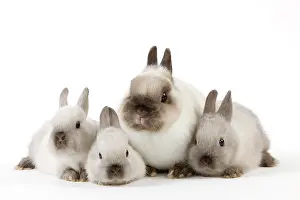 Cuddled: Dwarf Rabbit - with young