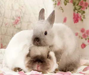 Minatures: Dwarf Rabbits
