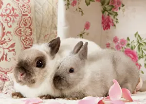 Kits: Dwarf Rabbits