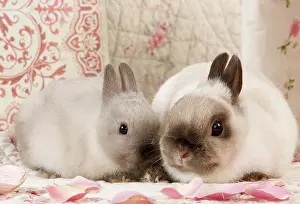 Kits: Dwarf Rabbits