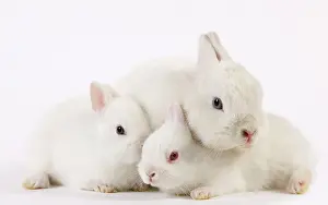 Miniatures: Dwarf Rabbits